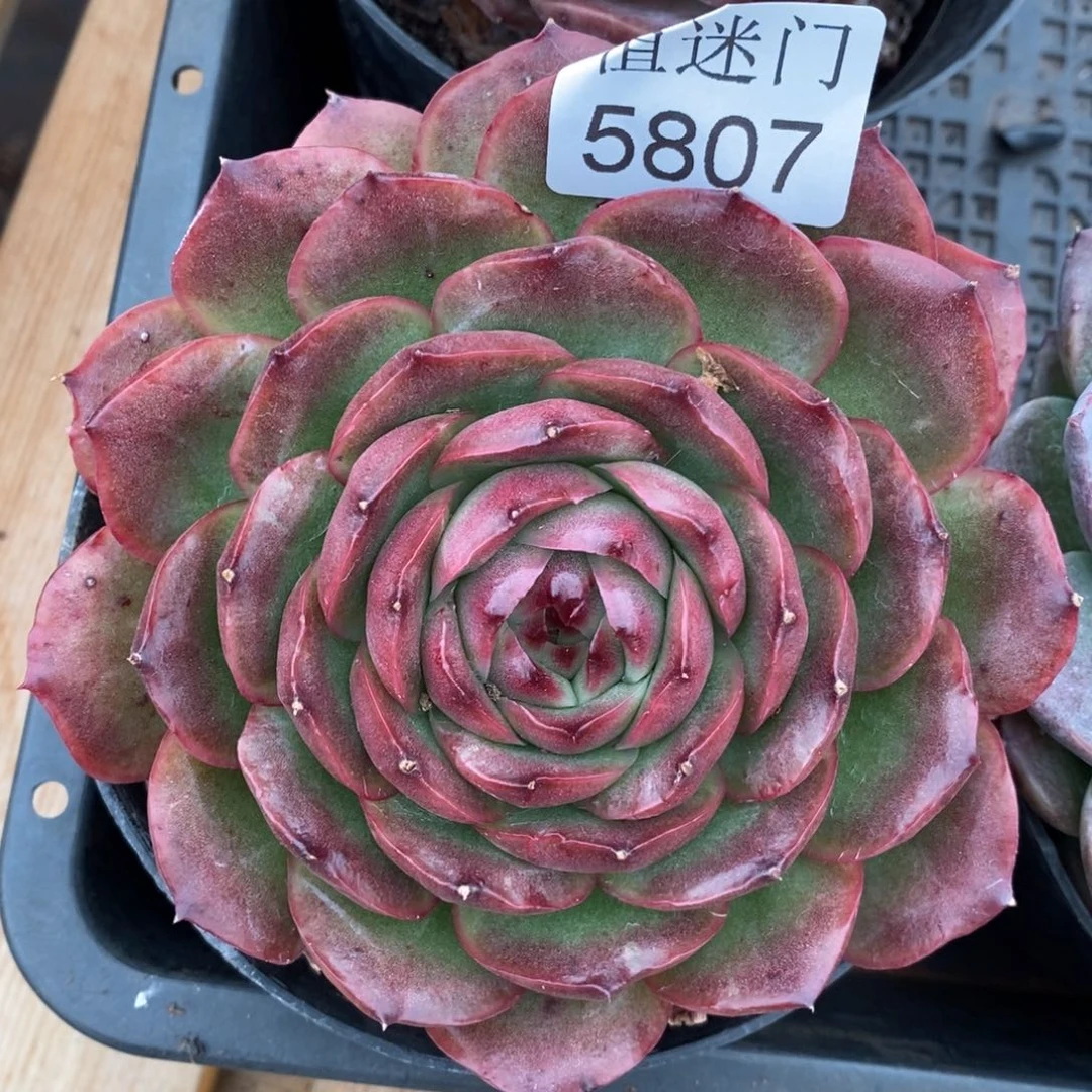 红***语杂交精品多肉5807~12厘米