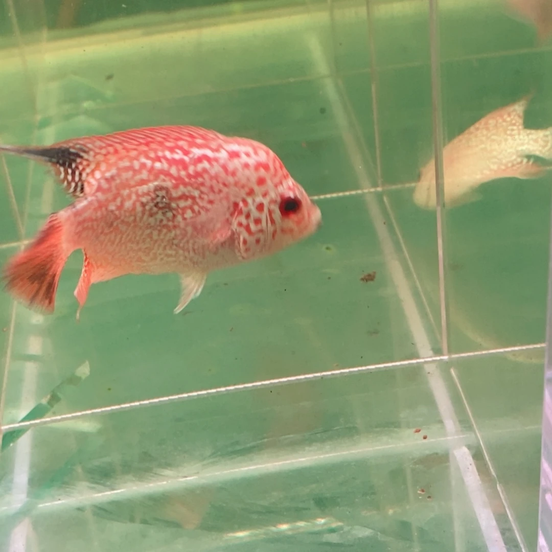 咋***啦罗汉鱼大发直播间专拍