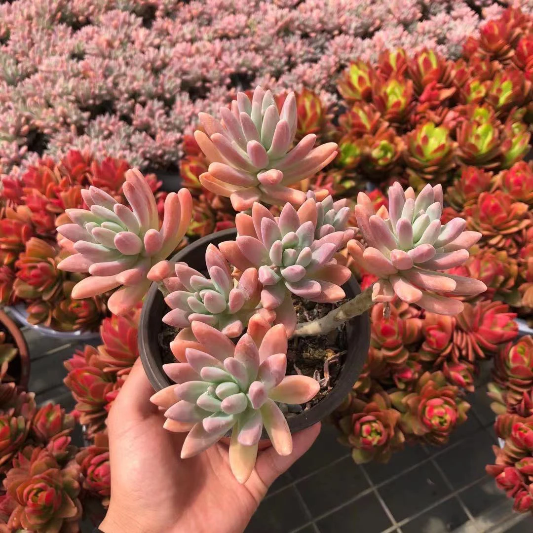 秋丽 多肉植物 新手好养好活 阳台庭院