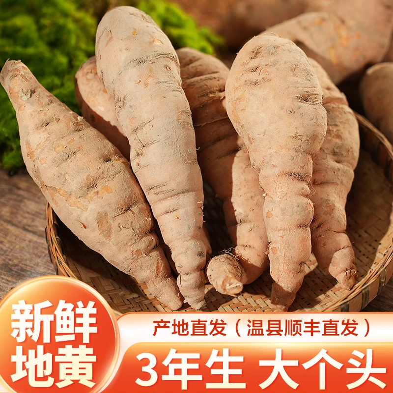 【3年鲜地黄】正宗河南焦作新鲜地黄生地黄个大新鲜采挖产地直发