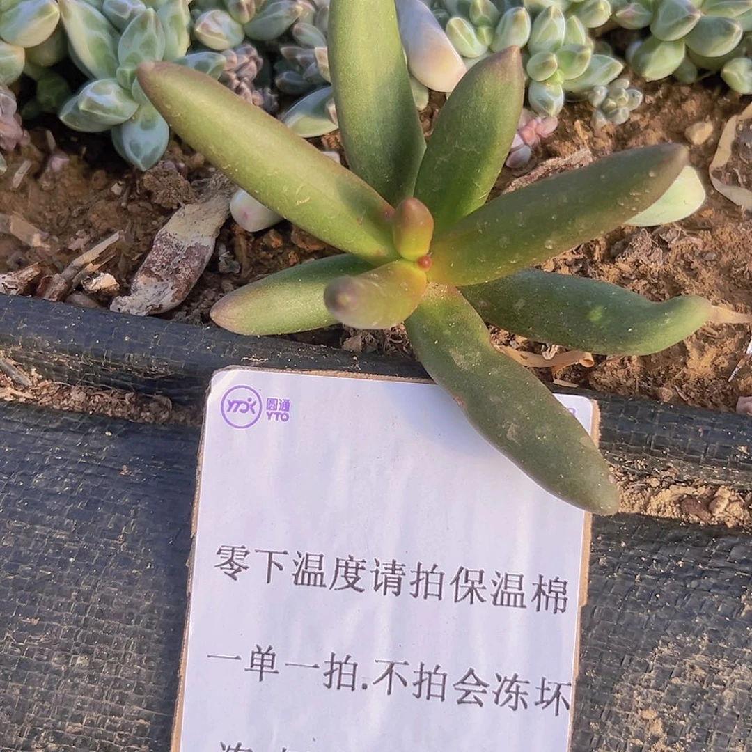 椰汁树一个单头脱土发出