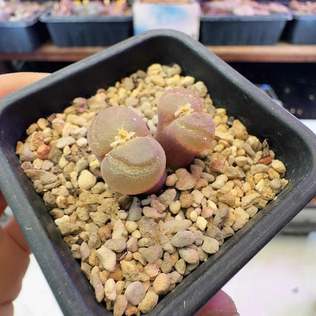 多肉植物福利特特206
