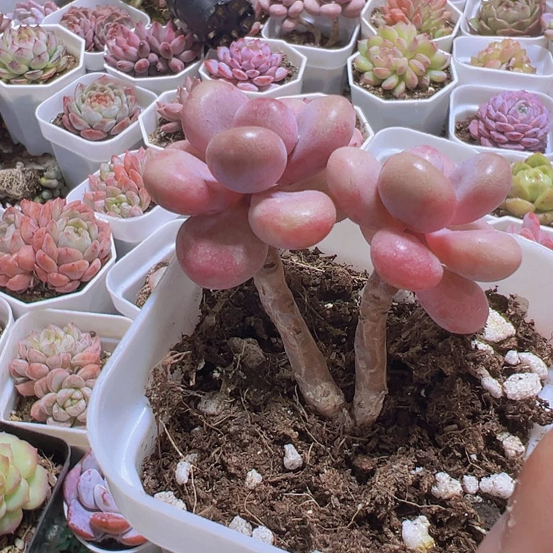 双头丸叶桃蛋老桩19包邮