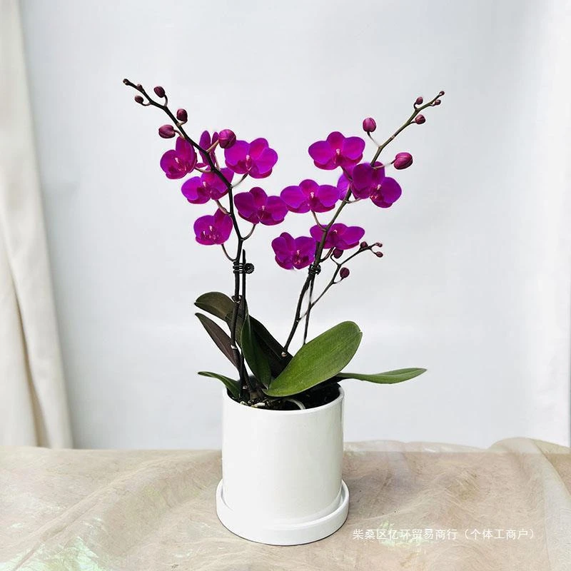 蝴蝶兰好养兰花洋兰年宵花绿植花卉小盆栽容易复花花期超长