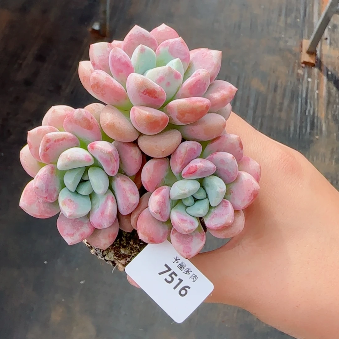 花瓣露，7516多肉植物