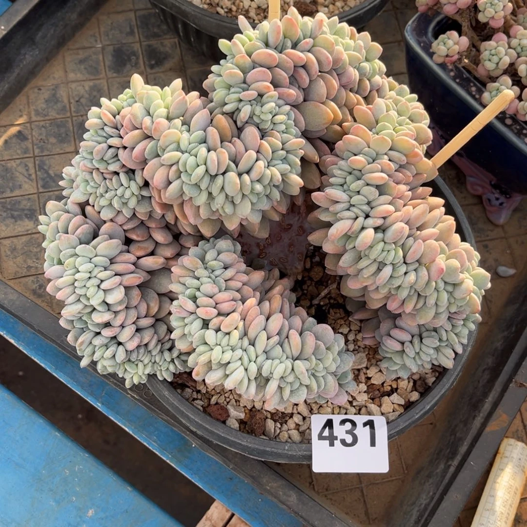 431号新疆西藏内蒙古不包邮