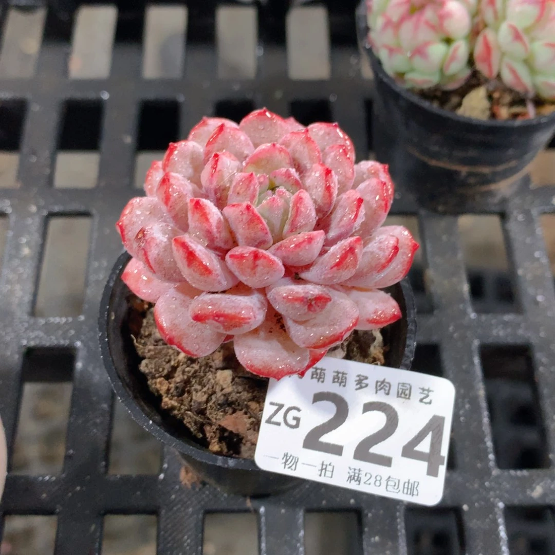 肉萌萌拇指盆精控多肉ZG224