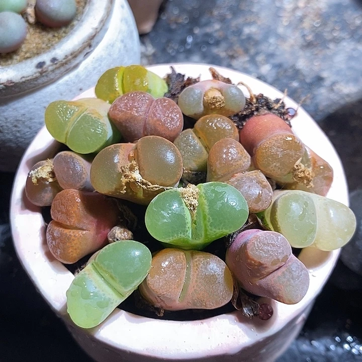 小拳拳一颗。 买二送一。