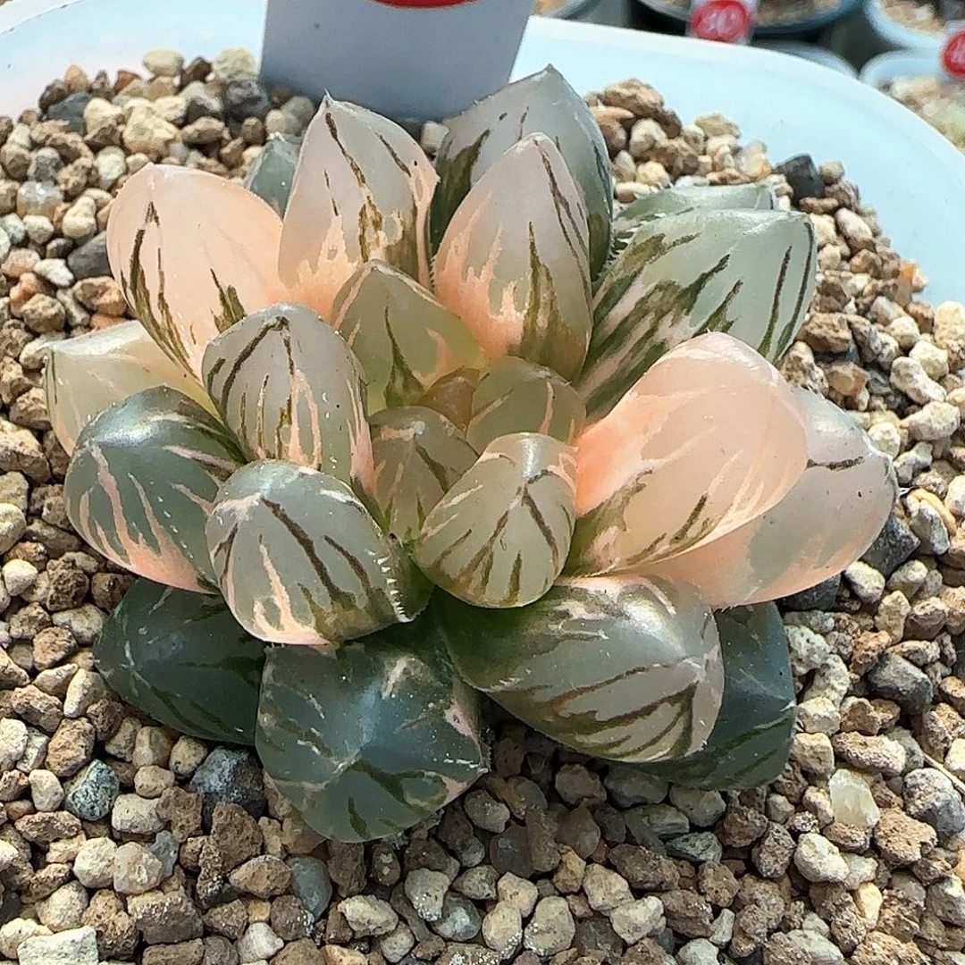 338号紫王玉露锦一物一拍带盆