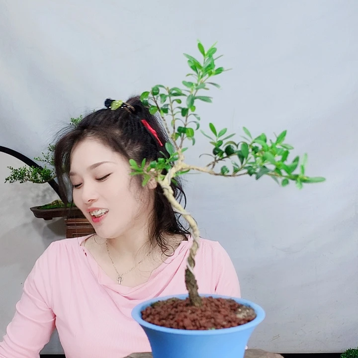 无花朵发**手皱皮雀舌黄杨盆景