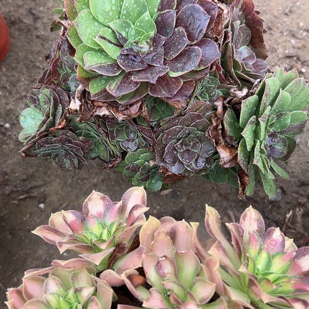 多肉植物花月夜老庄