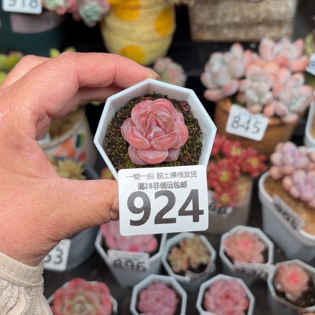 玉兔单头无盆土发货