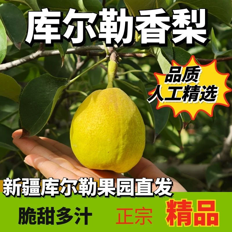 香梨新疆库尔勒香梨正宗脆甜多汁清爽润燥库尔勒果园产地现摘现发