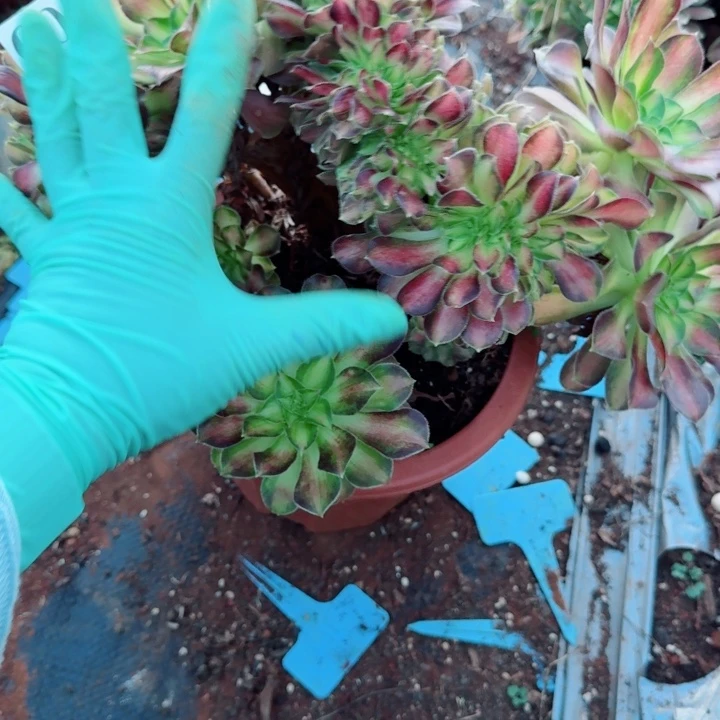 605韶华缀化多肉植物满28包邮