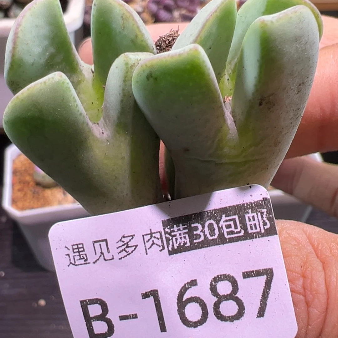 多肉植物11111111111111
