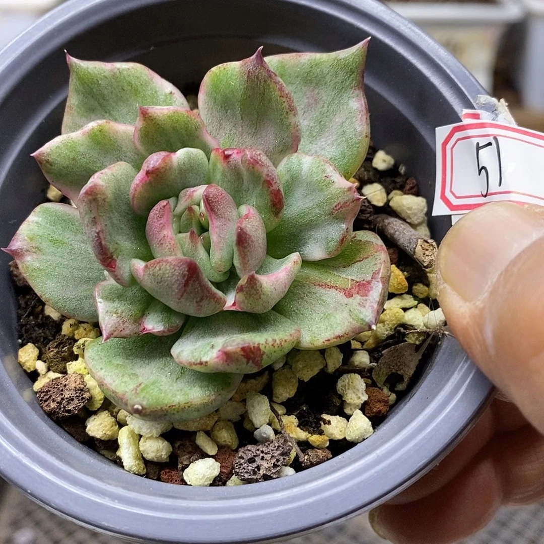 0151 野马东云锦