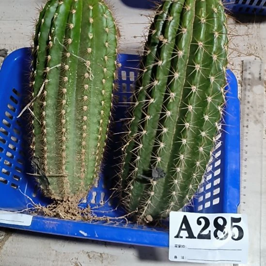 当前无花栽培后可以开花a285