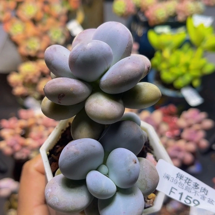 水光针159/7cm多肉