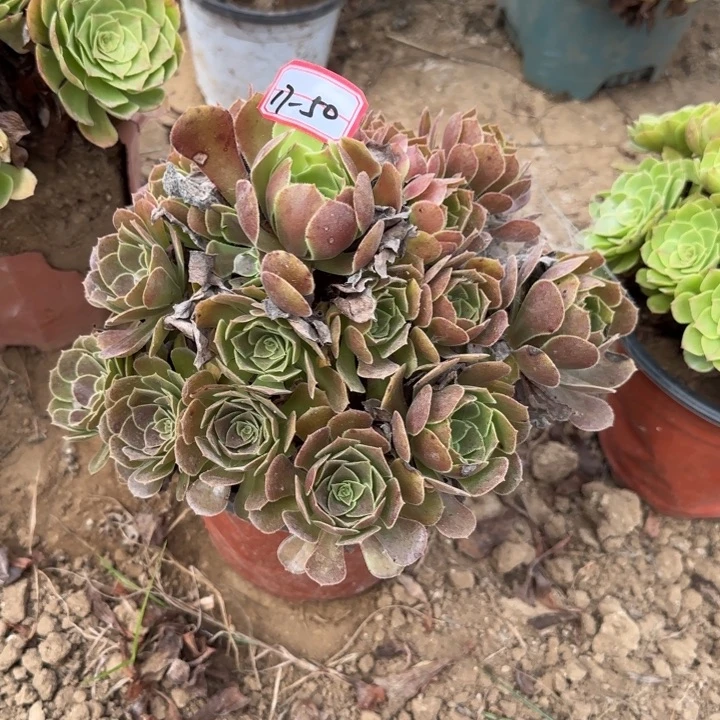 17-50荷兰地理不包售后