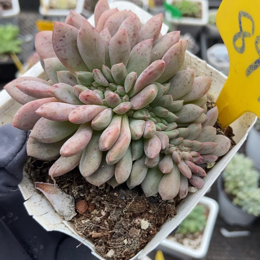 897爱丽儿缀多肉zhiwu