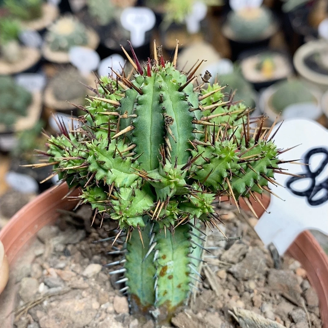 仙人球块根一物一拍 86号红刺麒麟5.5cm
