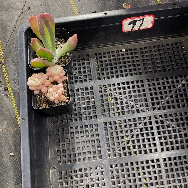 耦***合77号筐带盆土发发货