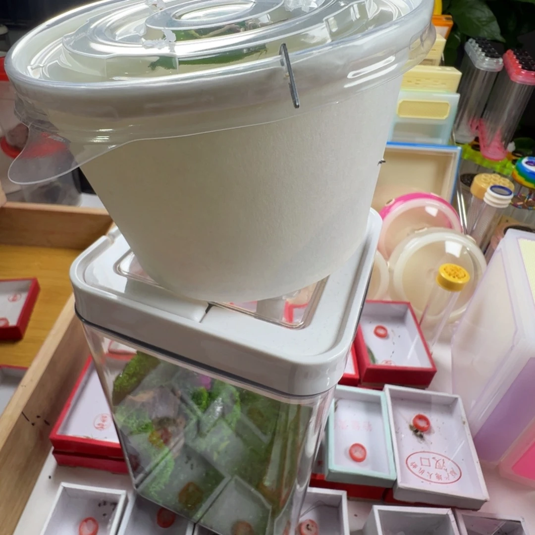 蟋蟀一只海南素背➕一个中号生态盒