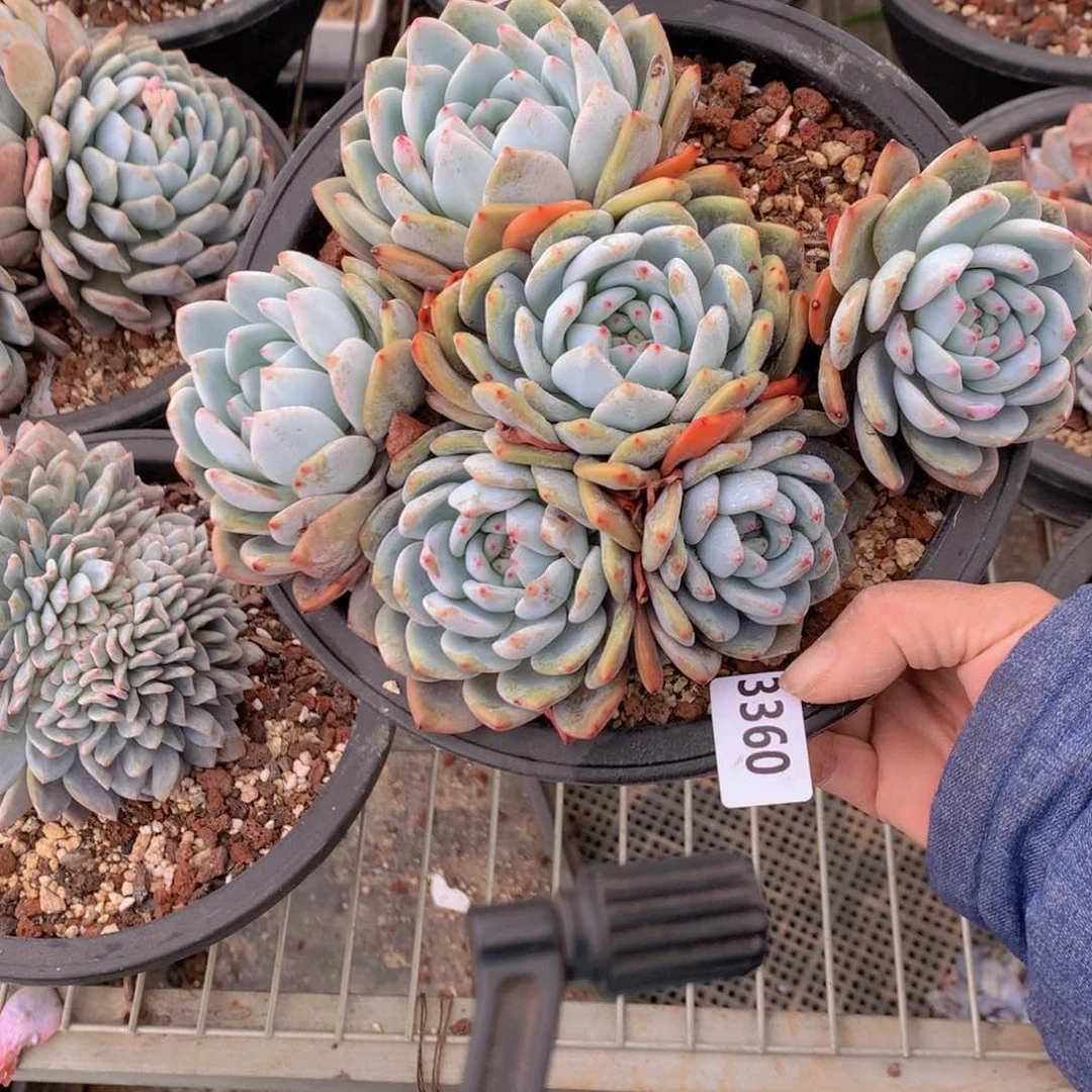 3360多头一个大帅哥！一切