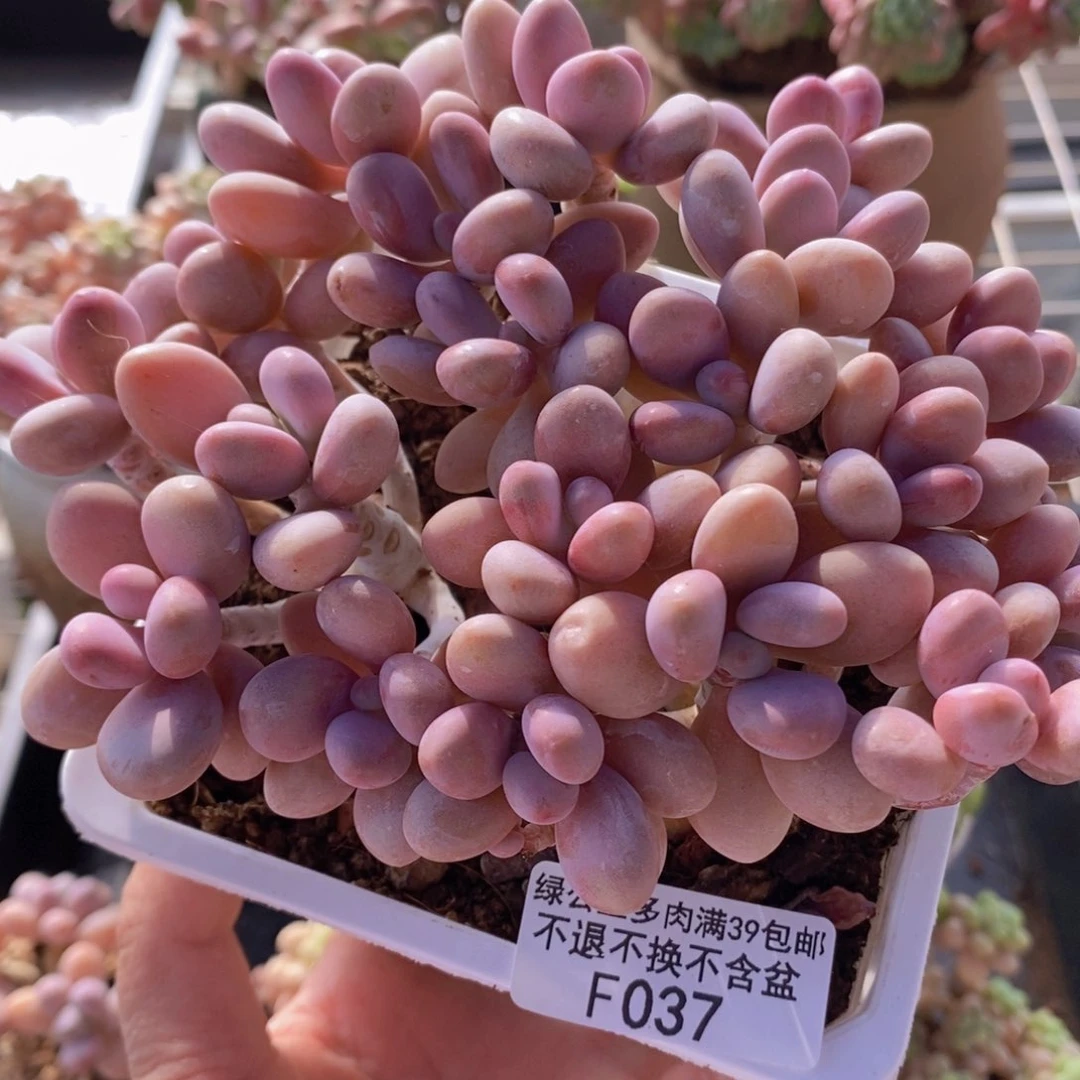 糖果桃蛋老桩有掉叶13cm037多肉植物