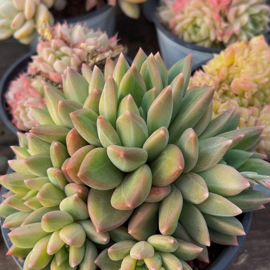 一盆红红好好好好