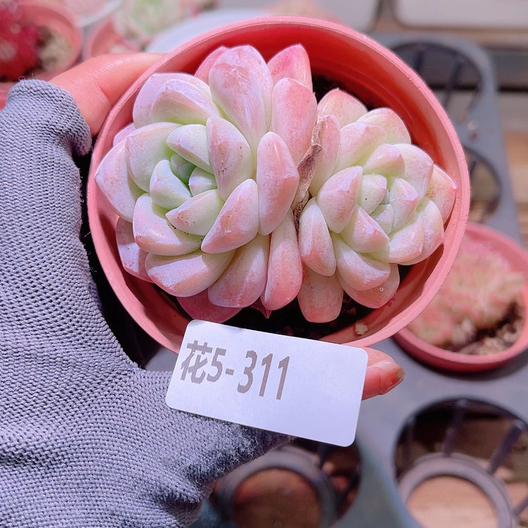 花05-311冰玉双头