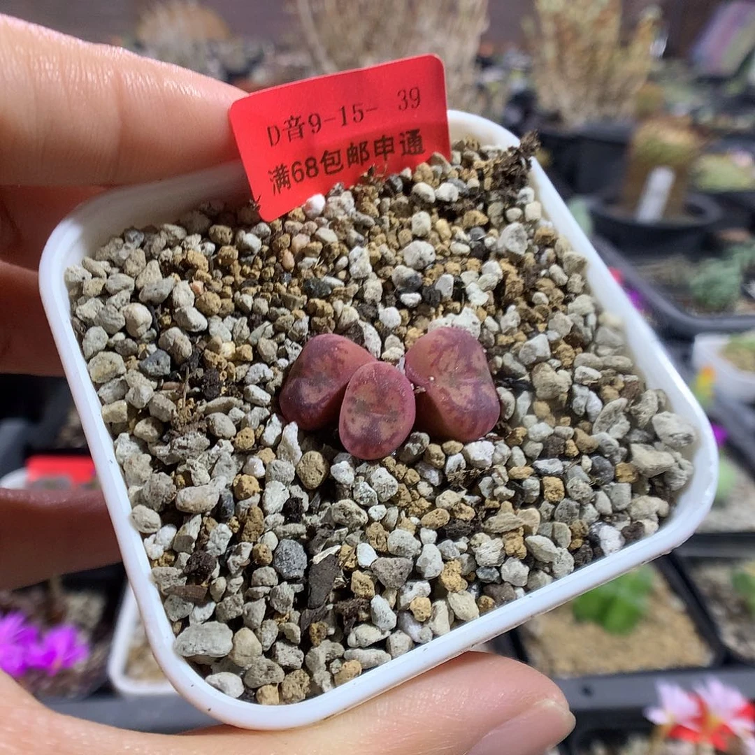 9-15-39 八重猴杂一颗特200