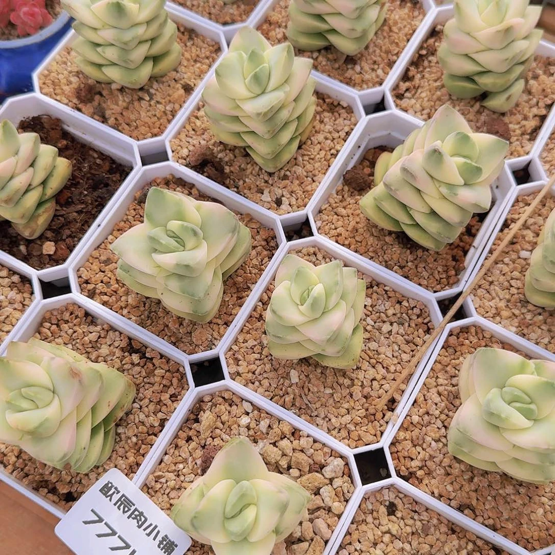 多肉植物纪之川锦7771