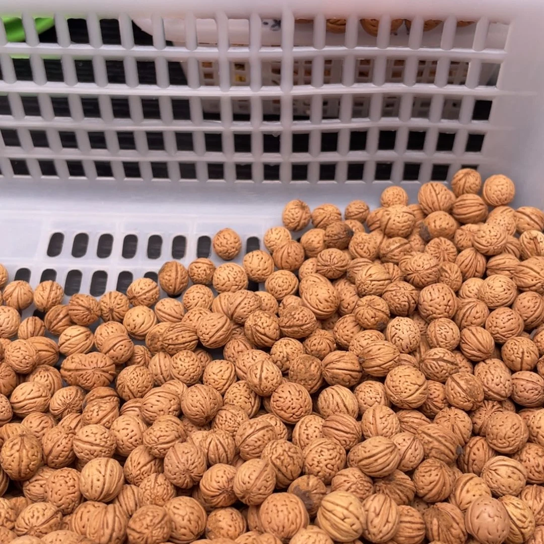 【闪购商品】春***晓散子批发400米