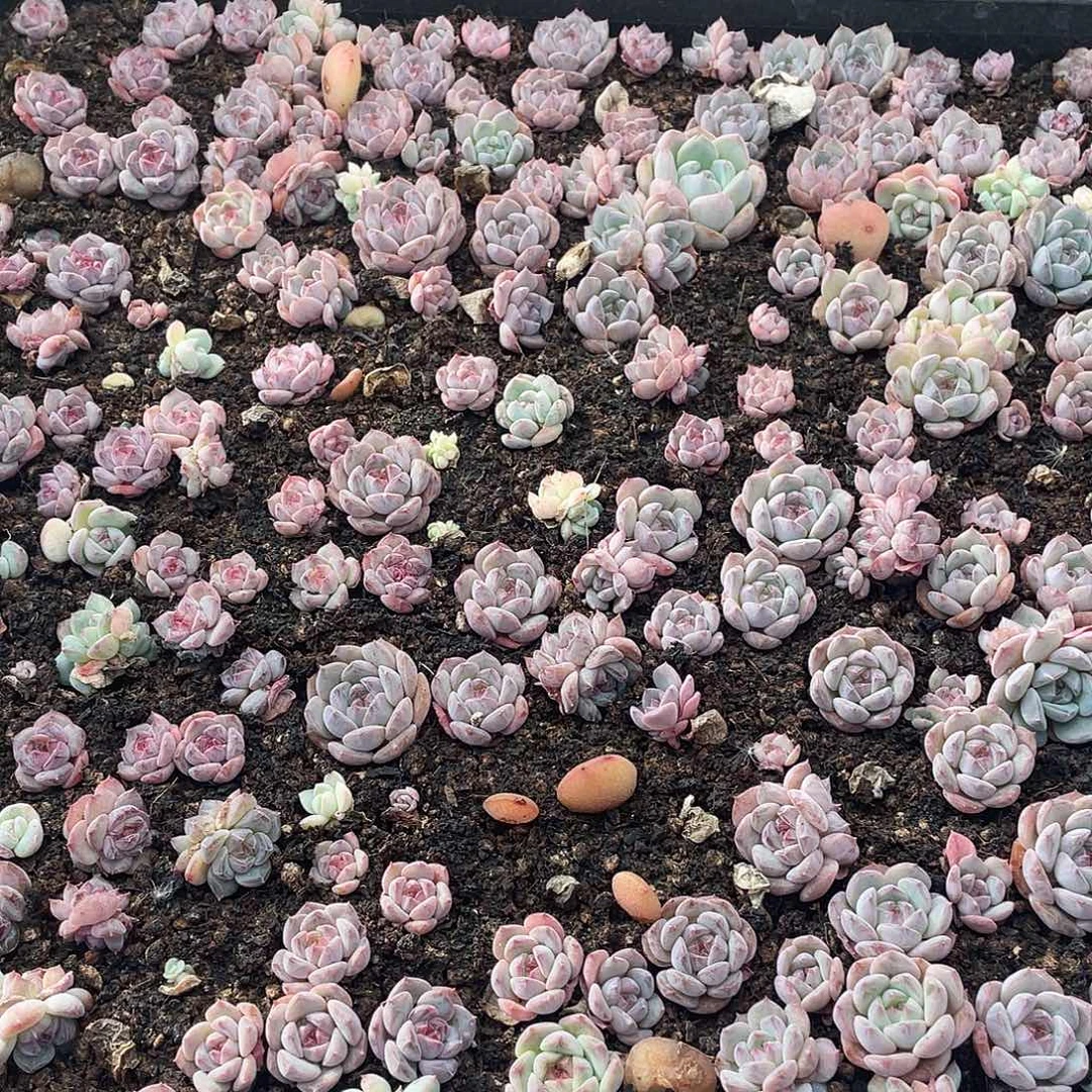 云糖心多肉植物537