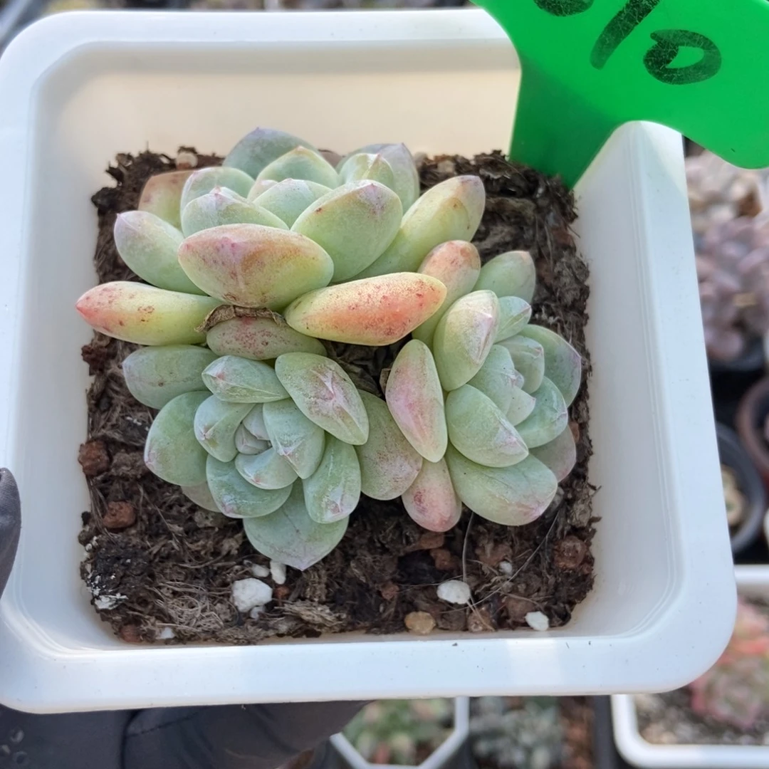 3010冰玉多肉植物