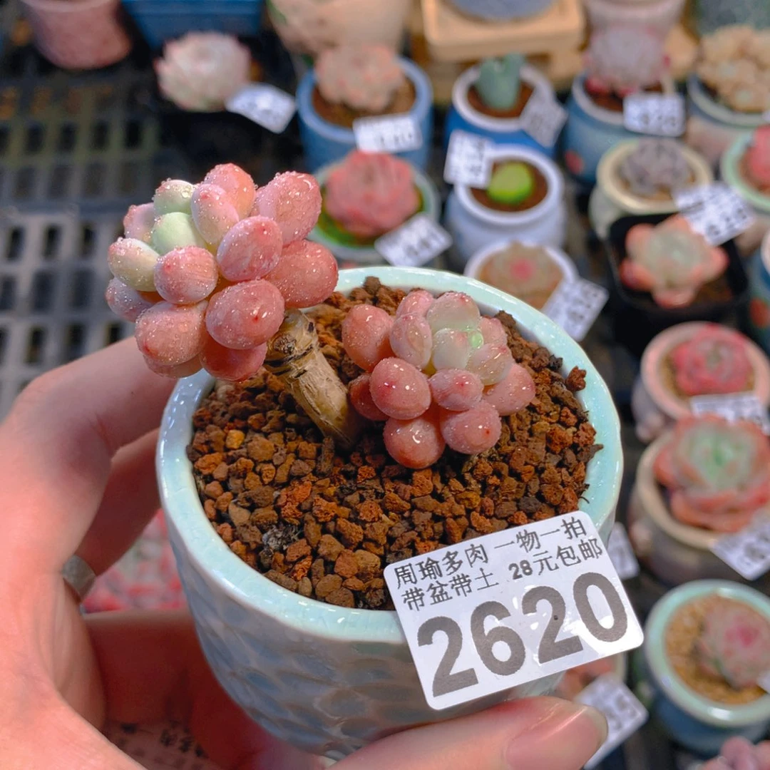 5厘米盆精控多肉2620