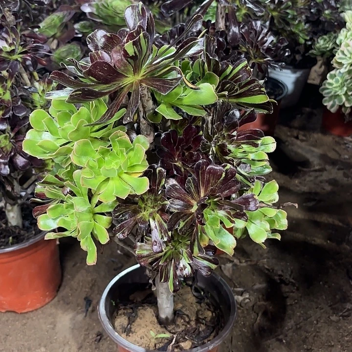 多肉植物水墨丹青43