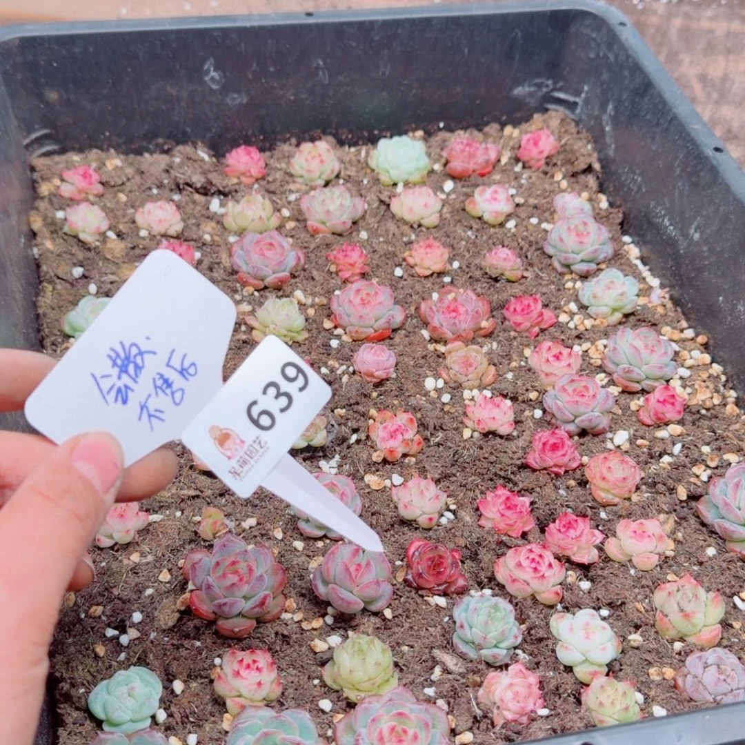 多肉植物多肉植物