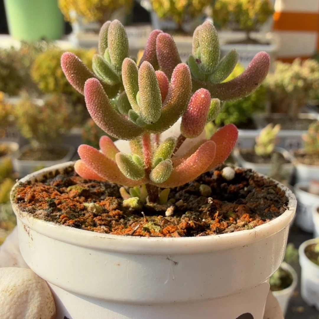 A950红叶尺寸小28元包邮