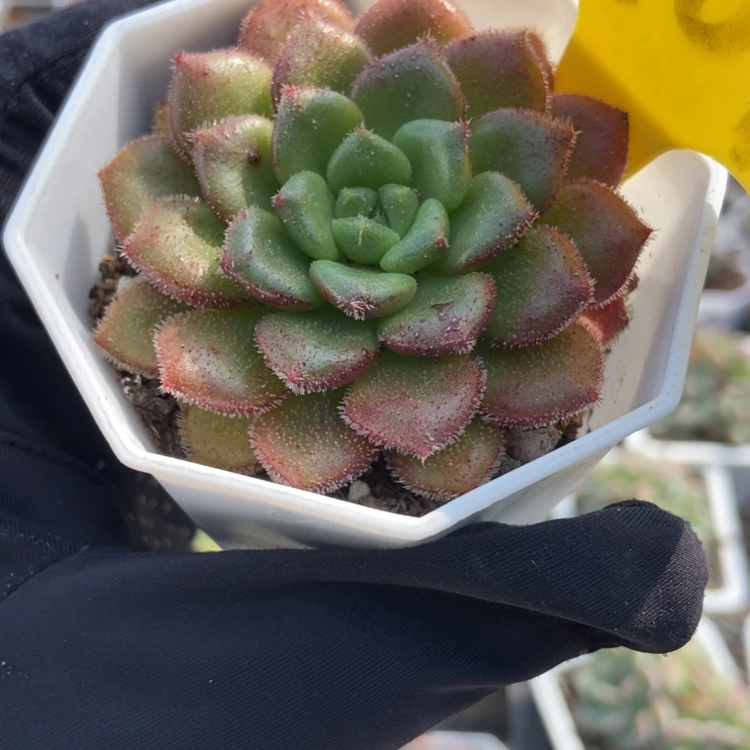 6107卡罗尔多肉植物