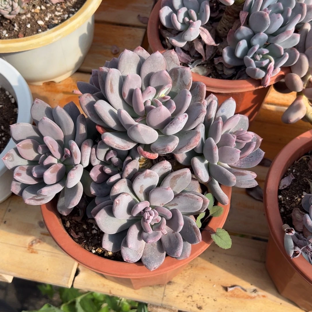 多肉灰姑娘【非偏远地区满18包邮】