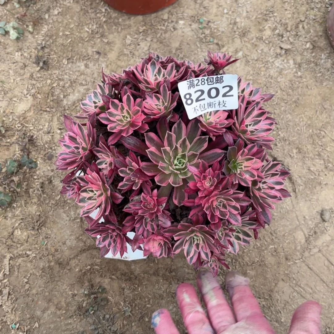 R 8202凤凰超白多肉。cade
