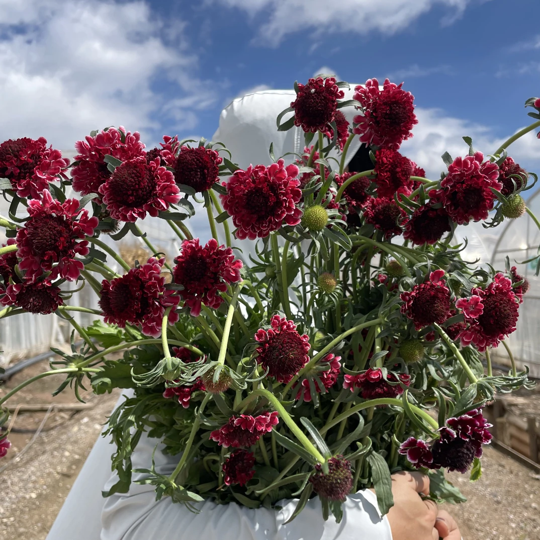 特价松虫草鲜花不售后，福利款