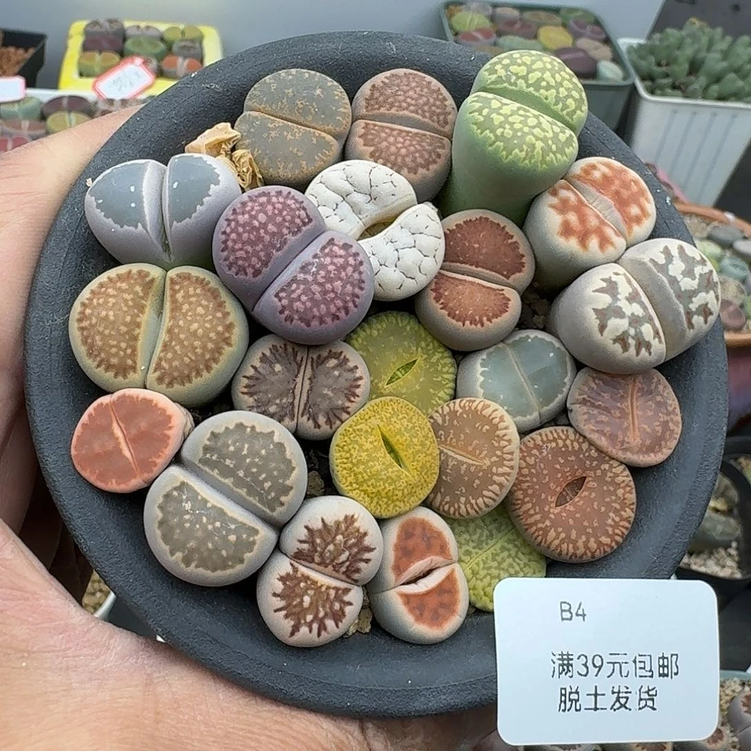 34多肉因为挤的不像话所以福利