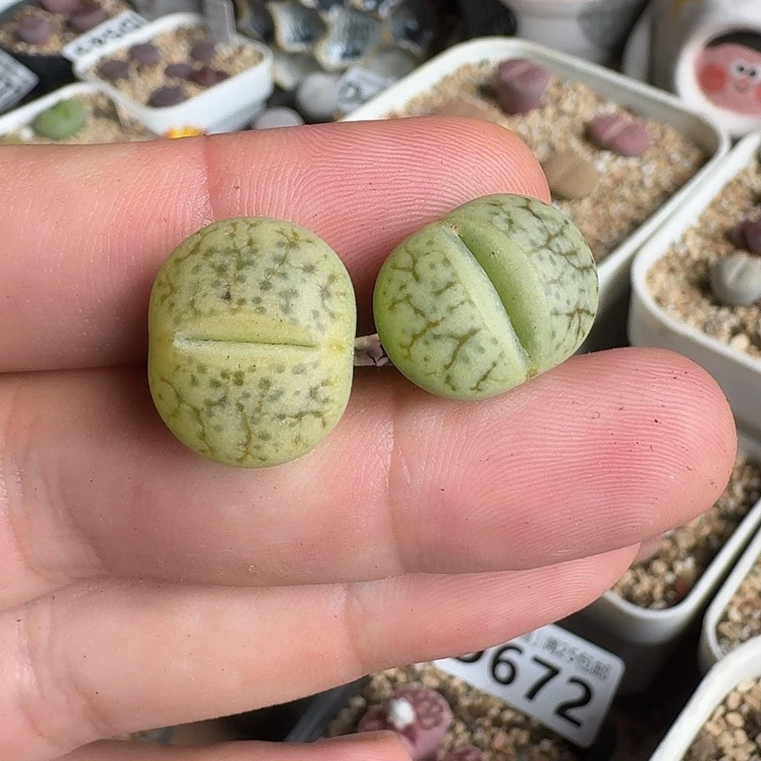 D676绿舞岚绿荒多肉