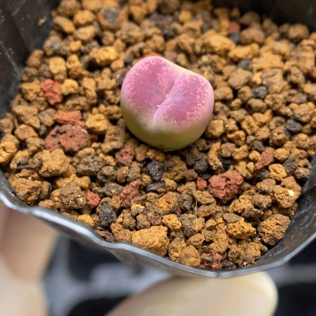 多肉植物肉锥杂交K-1026