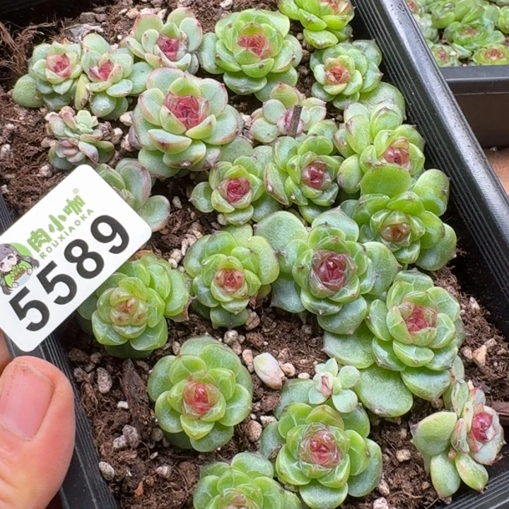 杨***丫多肉植物多肉植物