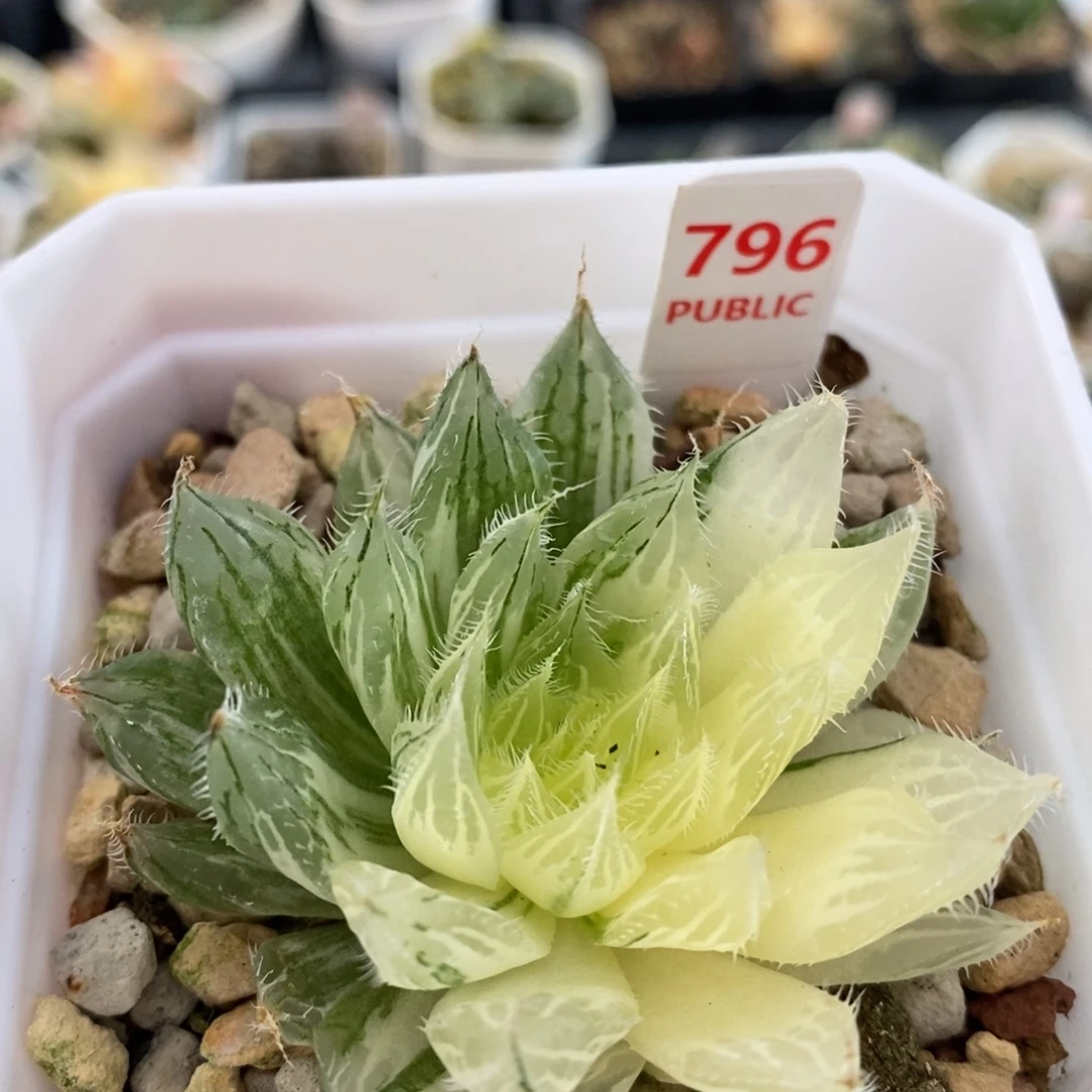 不开花植物796号多肉