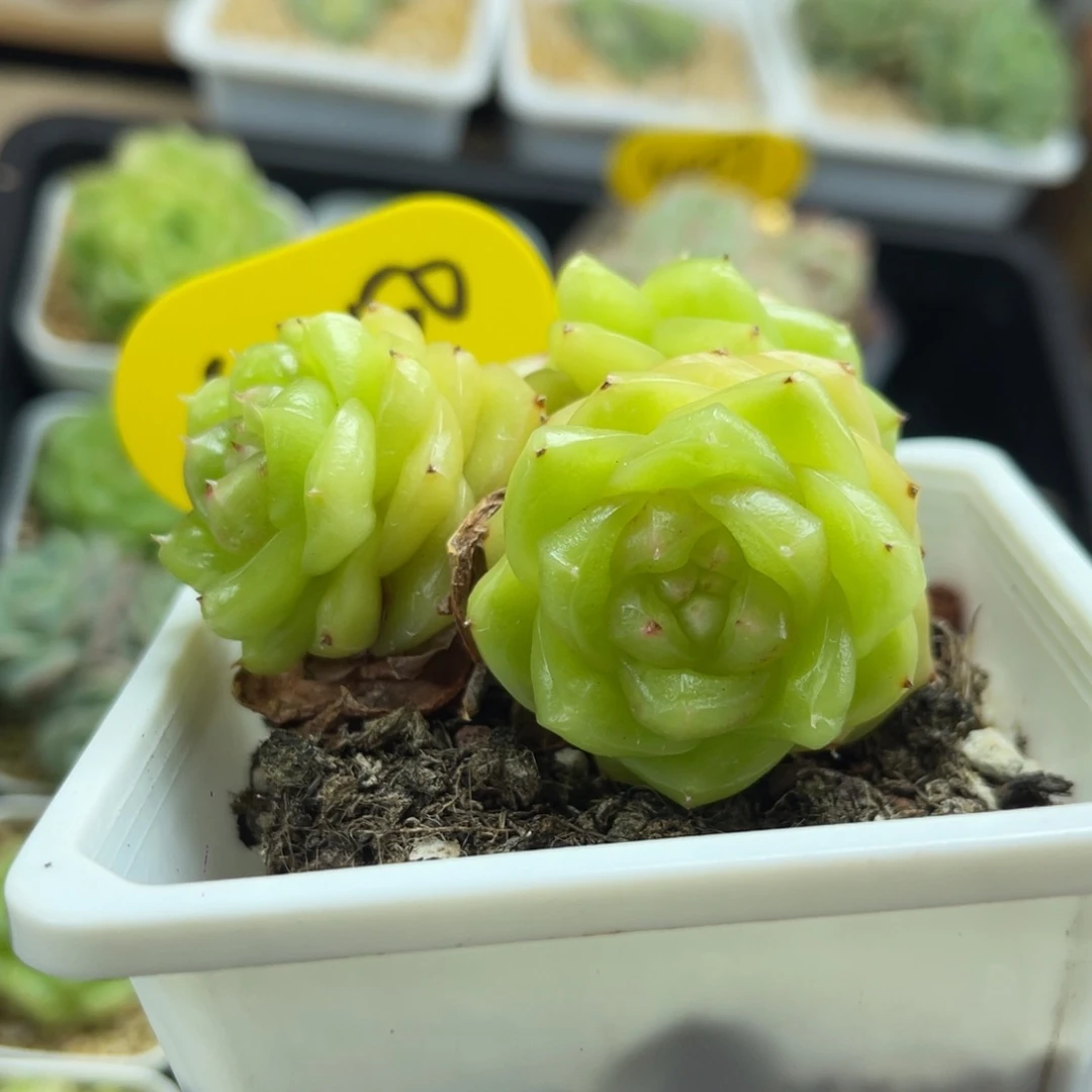 玉芷珍妮4头群4450